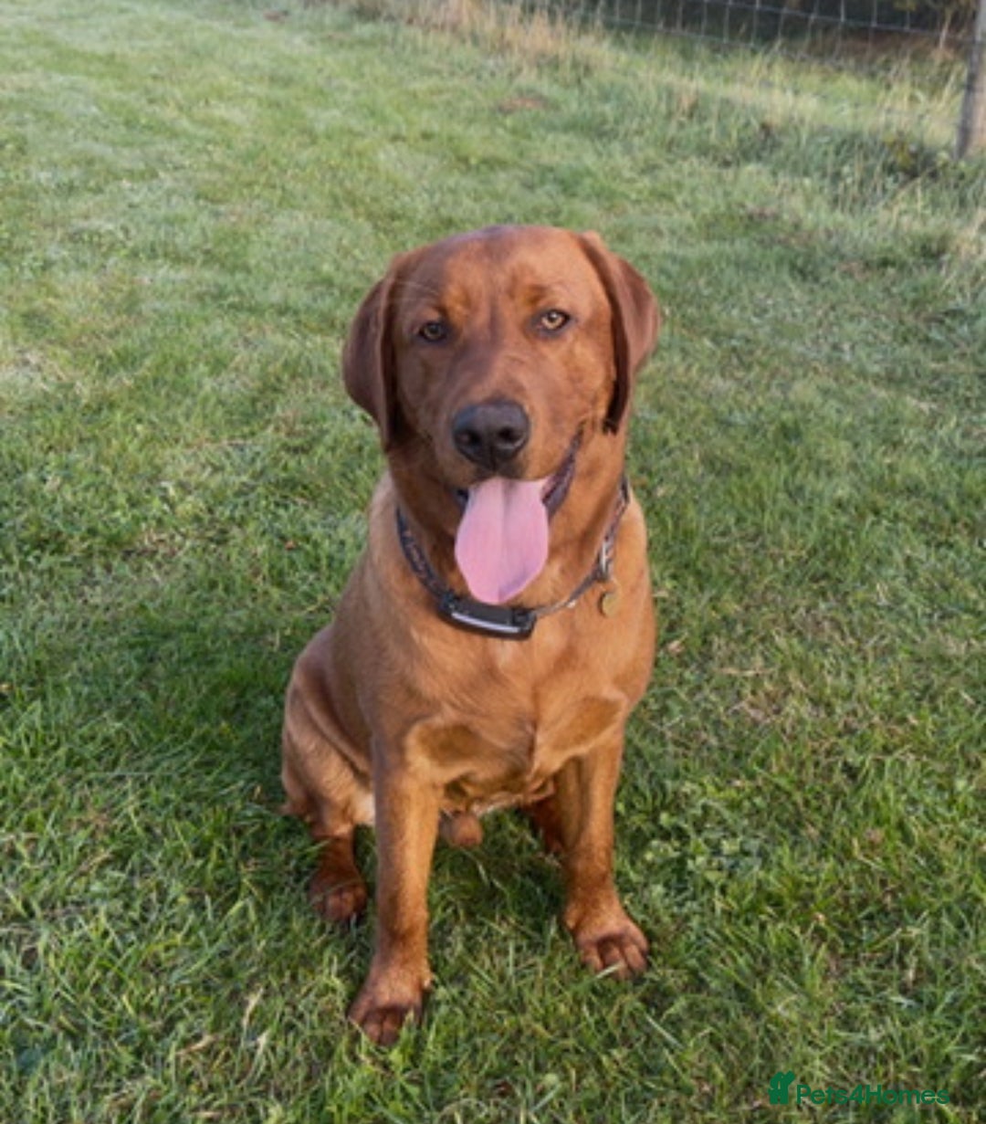 Labrador Retriever dogs for sale: KC Reg Fox Red Labrador Puppies Health Tested - Advert 6