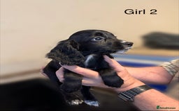 Cocker Spaniel dogs for sale: Beautiful cocker spaniel puppies ready now - Image 17