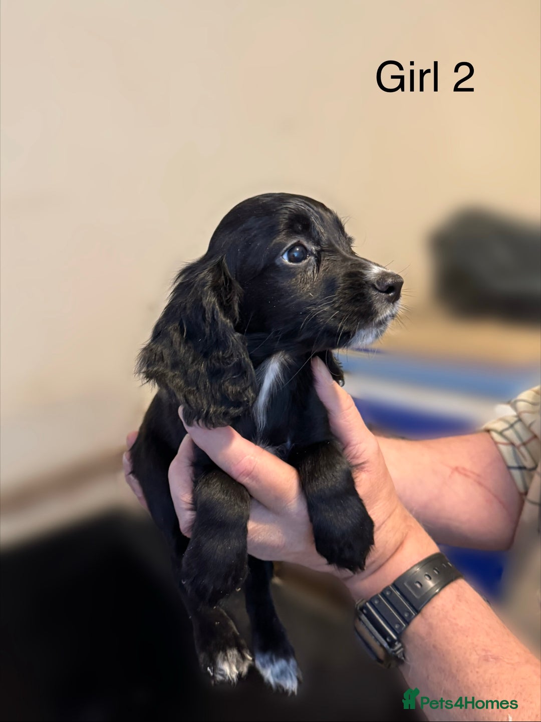 Cocker Spaniel dogs for sale: Beautiful cocker spaniel puppies ready now - Image 17