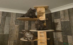 Maine Coon cats for sale: Maine Coon kittens avaliable - Image 9