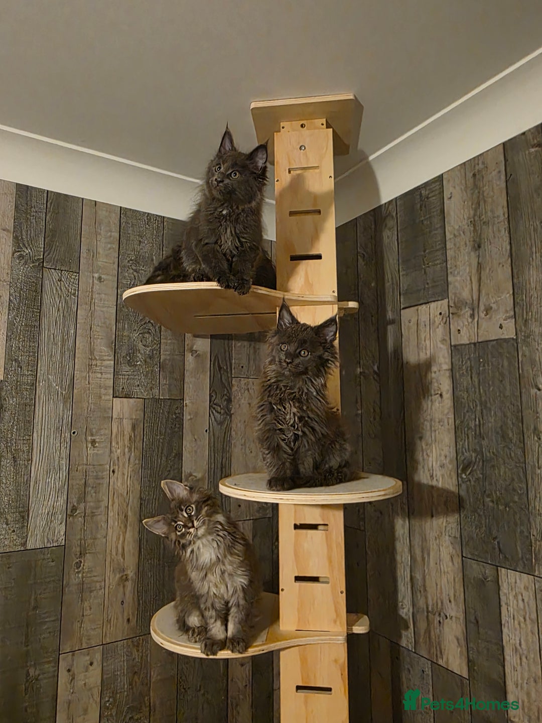 Maine Coon cats for sale: Maine Coon kittens avaliable - Image 9