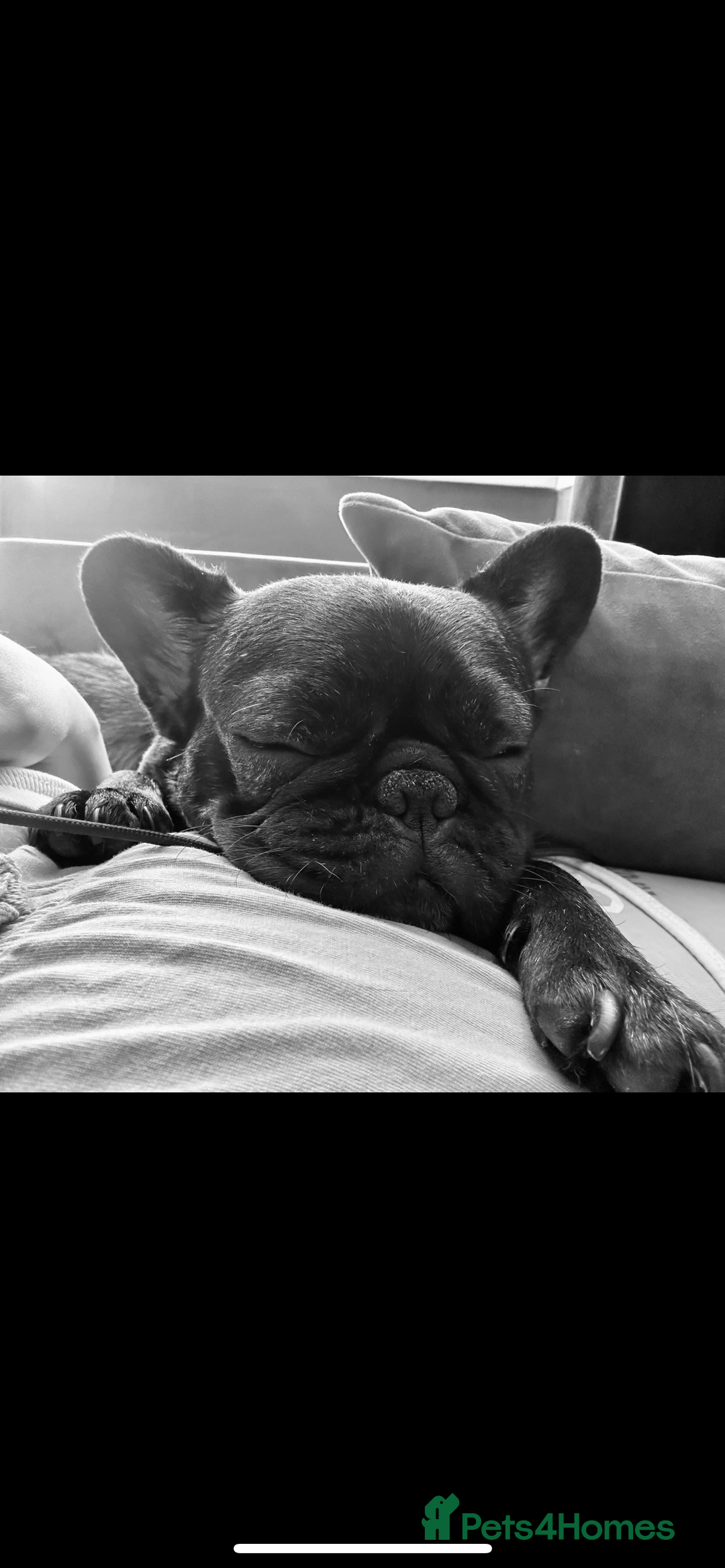 French Bulldog dogs for sale: Missy the Frenchie - Image 4