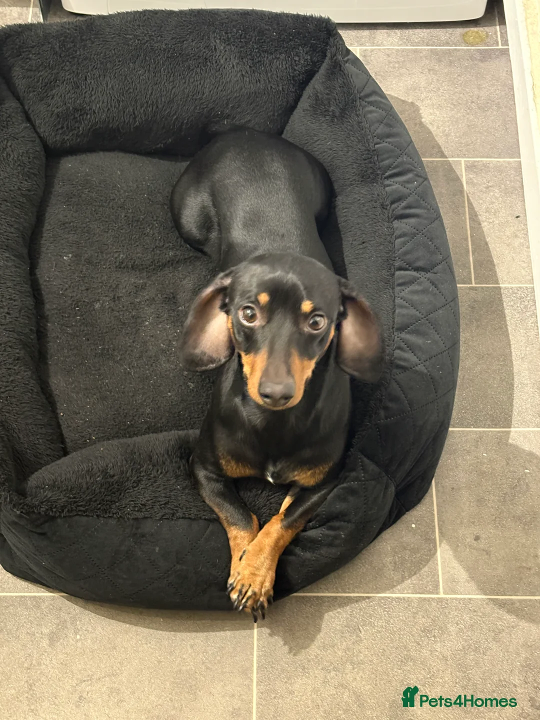 Dachshund dogs for sale: Male dachshund  - Advert 5