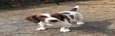 English Springer Spaniel 1