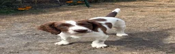English Springer Spaniel dogs for sale: Working springer spaniels in Pewsey - Advert 12