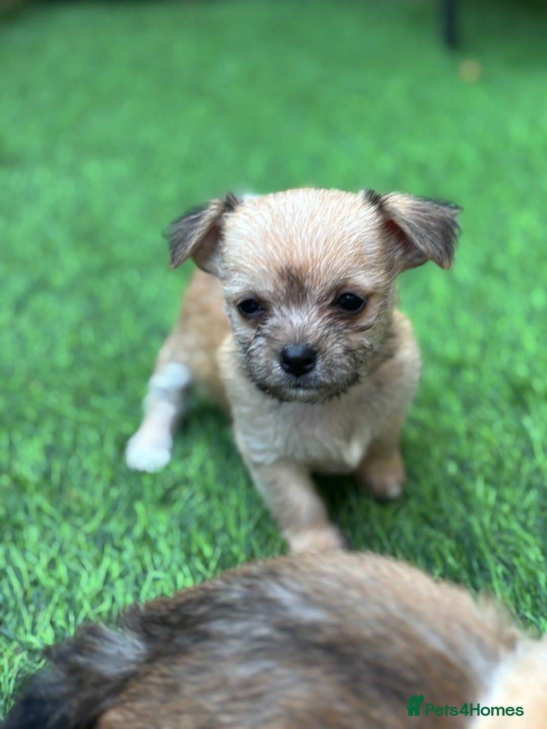 Mixed Breed dogs for sale: Jack Russell x chi puppies for sale  - Image 2