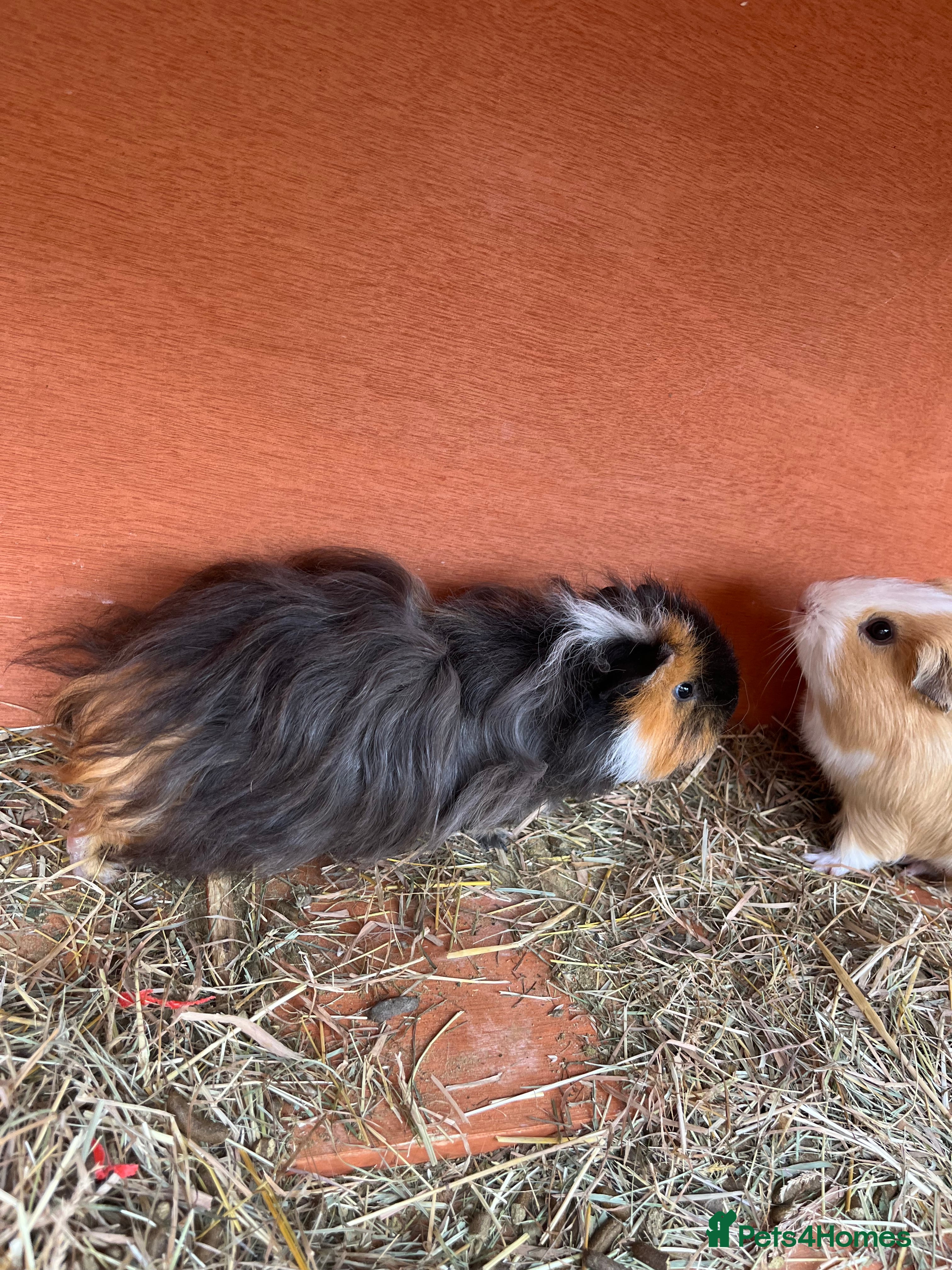 Guinea Pig rodents X3 Boar guinea pigs looking for homes  - Advert 5