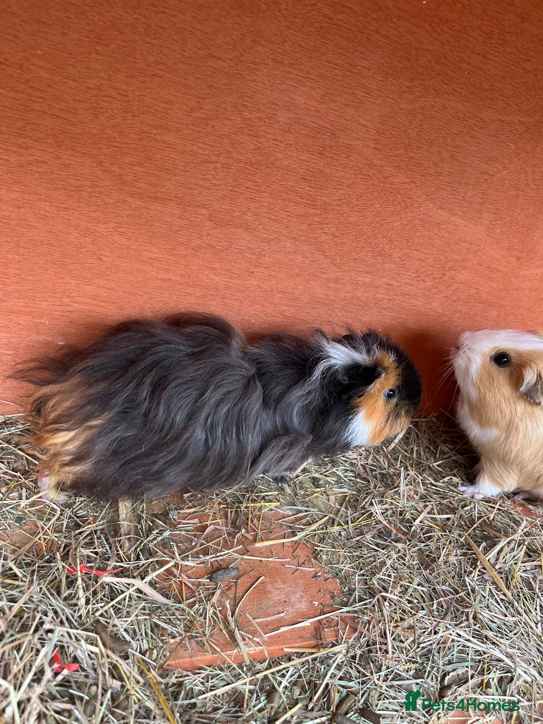 Guinea Pig rodents for sale: Boar guinea pigs looking for homes  - Advert 10