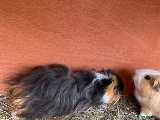 Guinea Pig rodents X3 Boar guinea pigs looking for homes - Advert 5