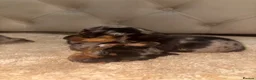Miniature Dachshund dogs for sale: ✨ KC Lines | Miniature Dachshund Puppies✨ - Advert 19