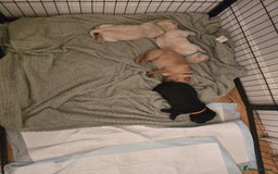 Labrador Retriever dogs for sale: Labrador puppies  - Image 4