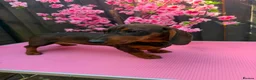Dachshund dogs for sale: 2 tekles for sale brother and sister £1100 ONO - Advert 8
