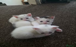Turkish Angora cats for sale: White Turkish Angora kittens 😸 😍 ♥️  - Advert 11