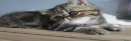 Exotic cats for sale: Gorgeous Exotic kittens - Advert 15