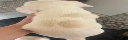 Mixed Breed dogs for sale: Teddy bear dog x Jack Russell - Advert 7