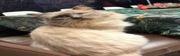 Ragdoll cats for sale: Beautiful ragdoll kittens ready now - Advert 17