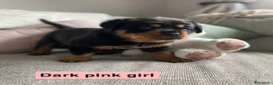 Dark pink girl