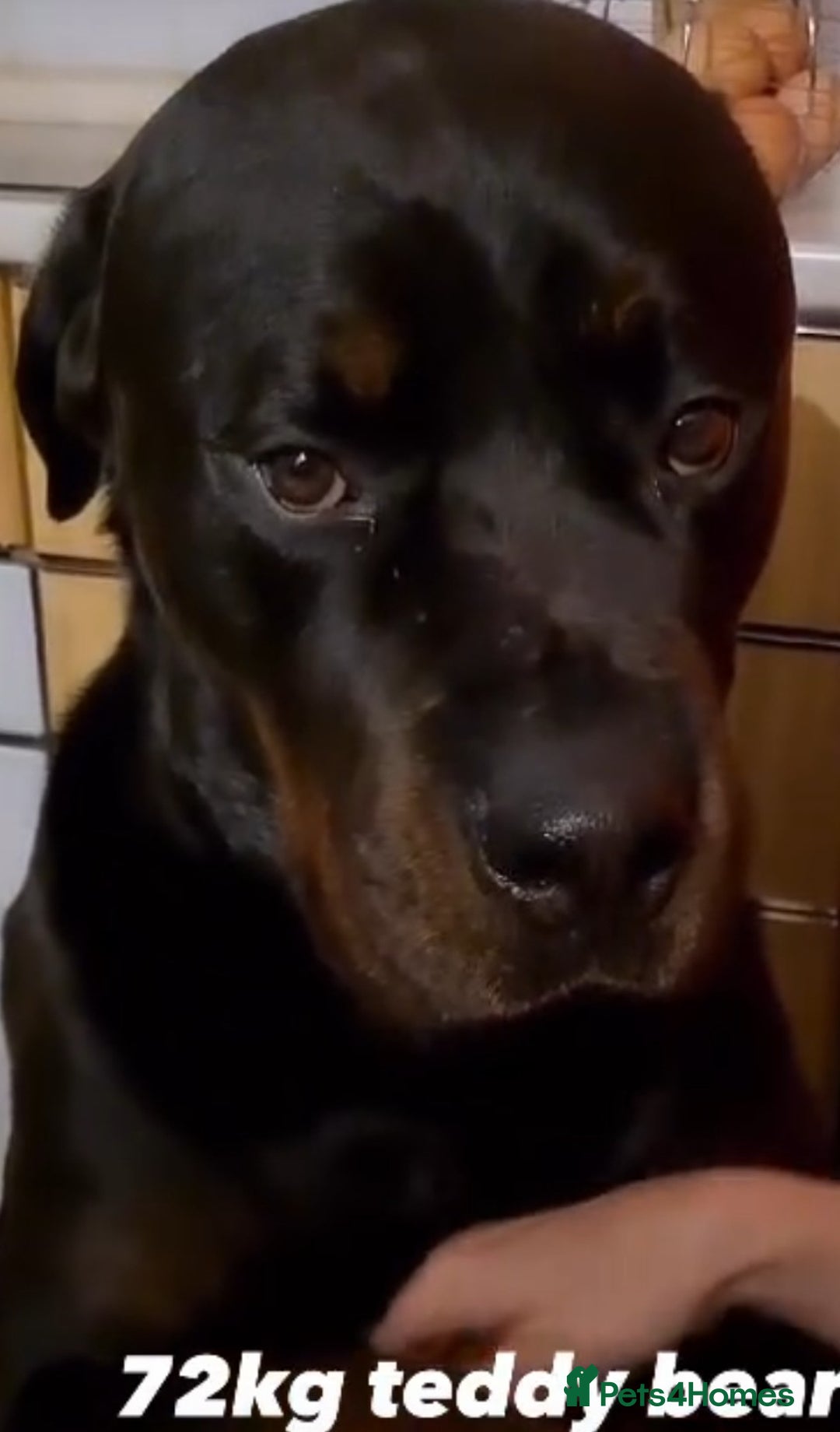 Rottweiler dogs for sale: Giant rottweiler pups,bred 4 size/health/temprment - Advert 17