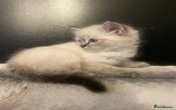 Ragdoll cats for sale: Last boy girl Hcm pkd so loving  playful cutie  - Image 26