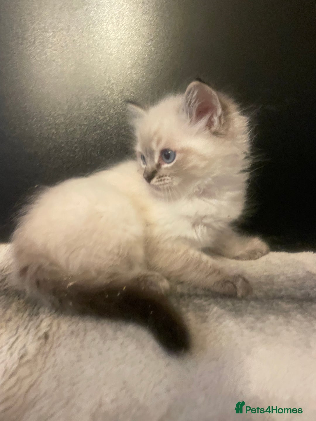 Ragdoll cats for sale: Last boy girl Hcm pkd so loving  playful cutie  - Image 26