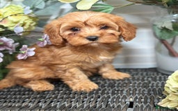 Cavapoo dogs for sale: Health tested TOY CAVAPOOS KC Parents - Image 17