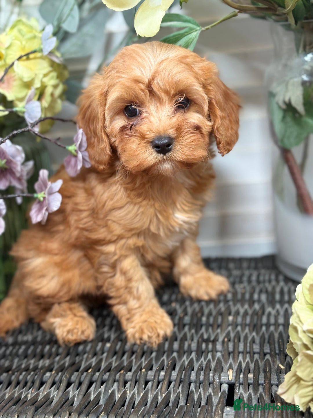 Cavapoo dogs for sale: Health tested TOY CAVAPOOS KC Parents - Image 17