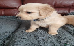 Golden Retriever dogs for sale: Cream golden retriver for sale ONLY 2 Available  - Image 10