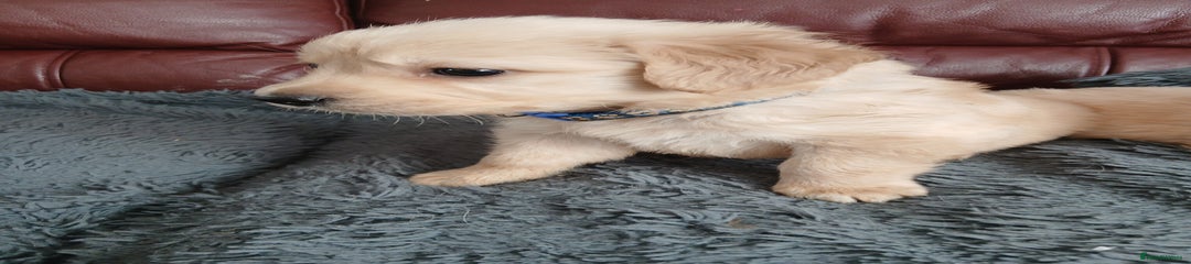 Golden Retriever Puppy 1