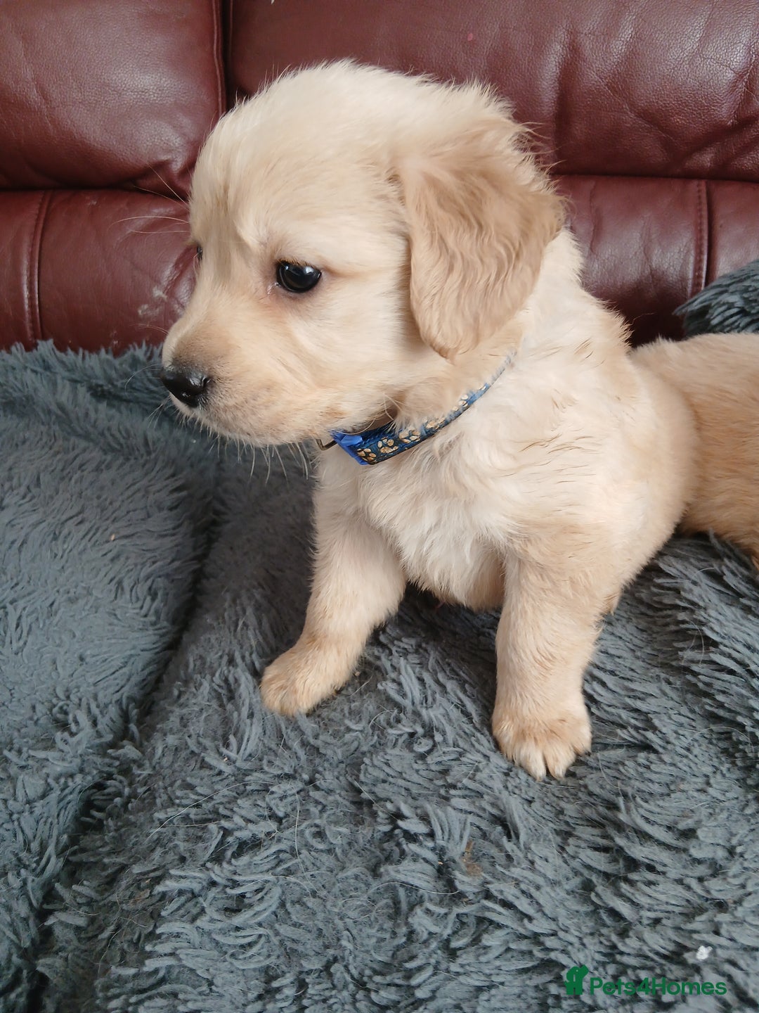 Golden Retriever dogs for sale: Cream golden retriver for sale ONLY 2 Available  - Image 10