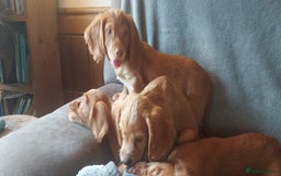 Cocker Spaniel dogs for sale: Beautiful health checked cocker spaniel puppies - Image 5