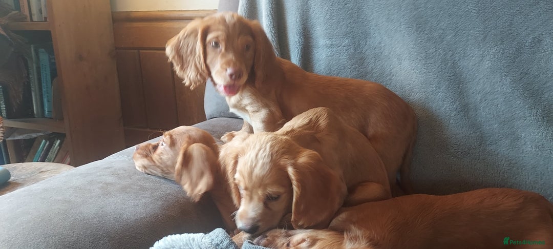 Cocker Spaniel dogs for sale: Beautiful health checked cocker spaniel puppies - Image 5