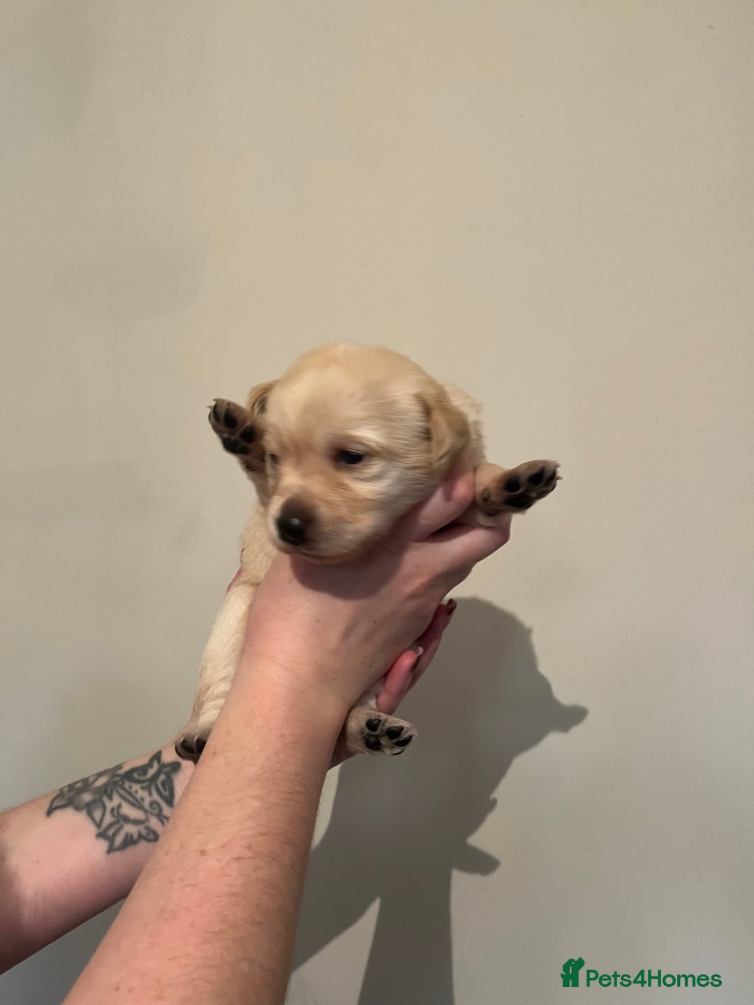 Labrador Retriever dogs for sale: Labrador Puppies - Advert 24