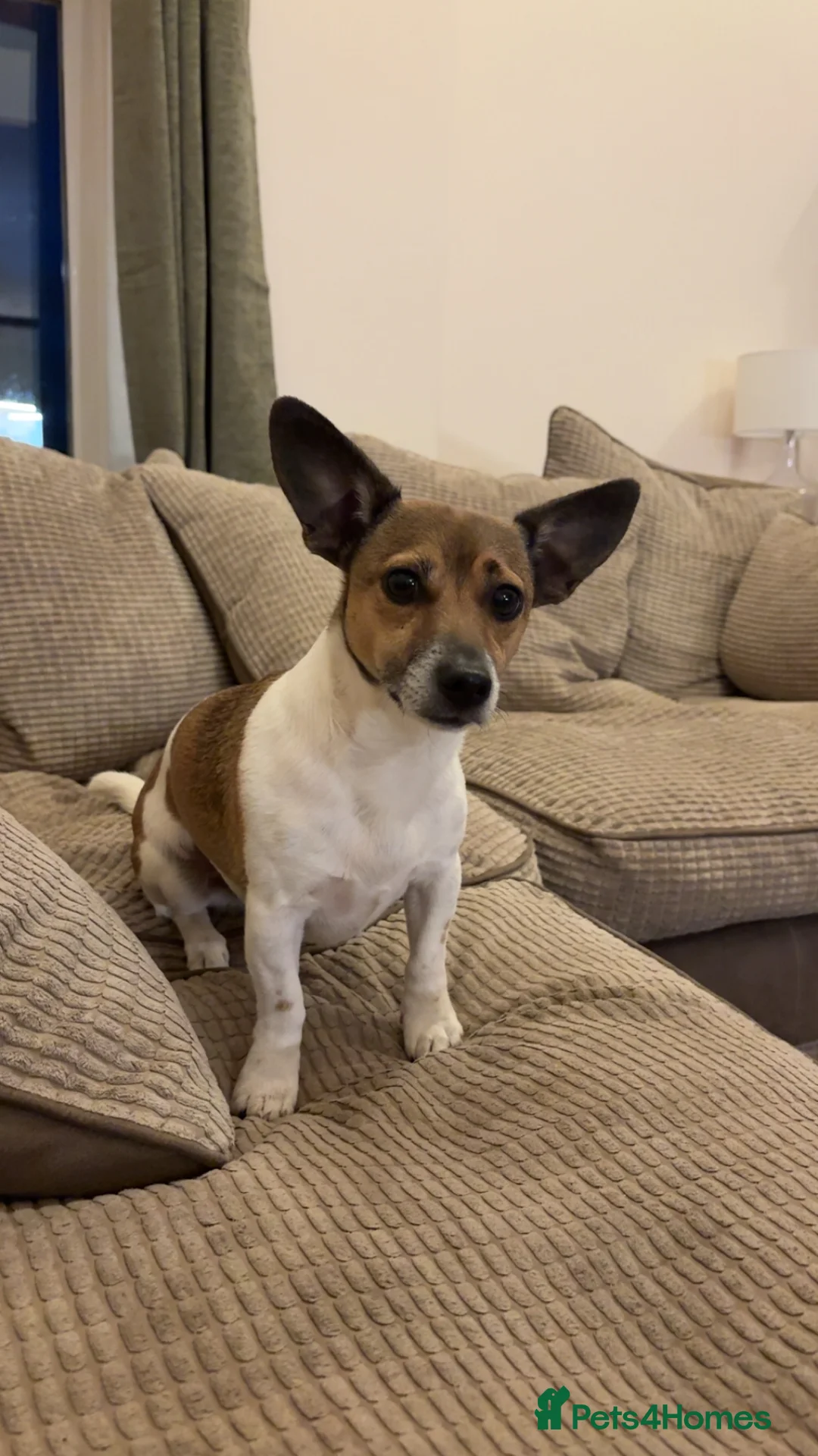 Jack Russell dogs for sale: Jack Russel puppies  - Advert 2