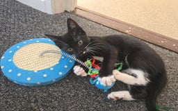 European cats for sale: Kittens - Image 4