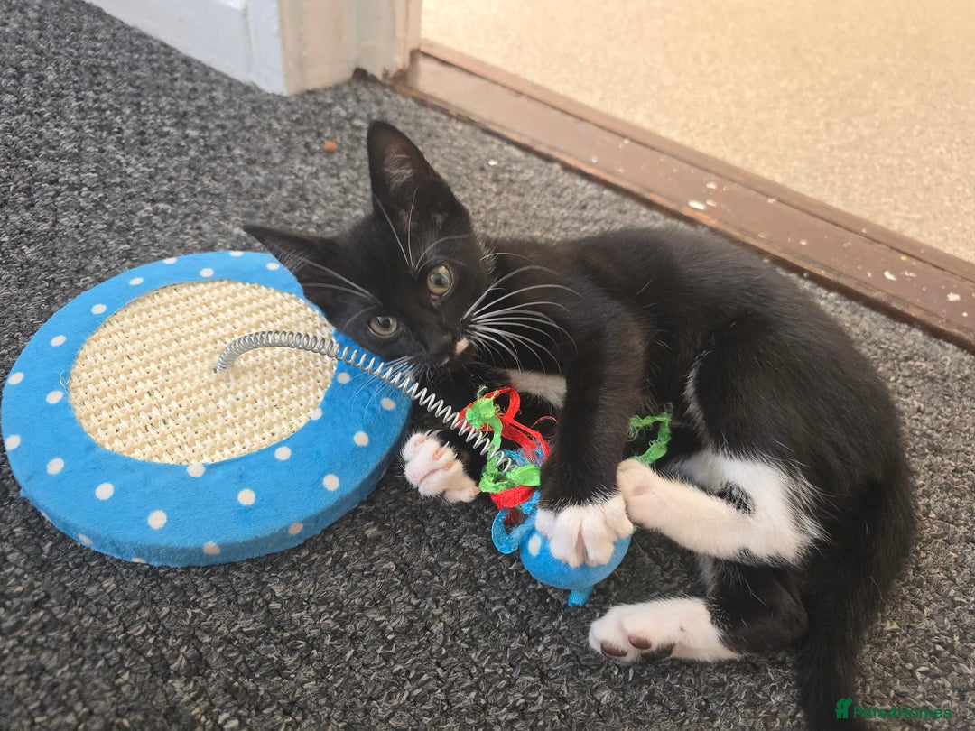European cats for sale: Kittens - Image 4