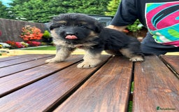 German Shepherd dogs for sale: KC show line German Shepherd puppies - Image 16