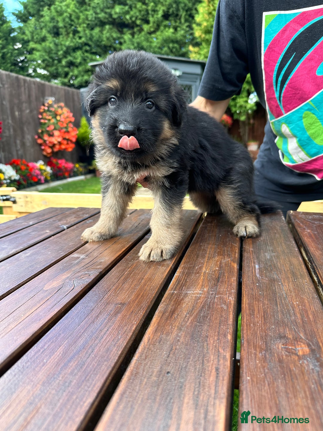 German Shepherd dogs for sale: KC show line German Shepherd puppies - Image 16