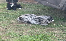 Mixed Breed dogs for sale: Rare Dalmadoodle puppies 🐶 🩷  - Image 23