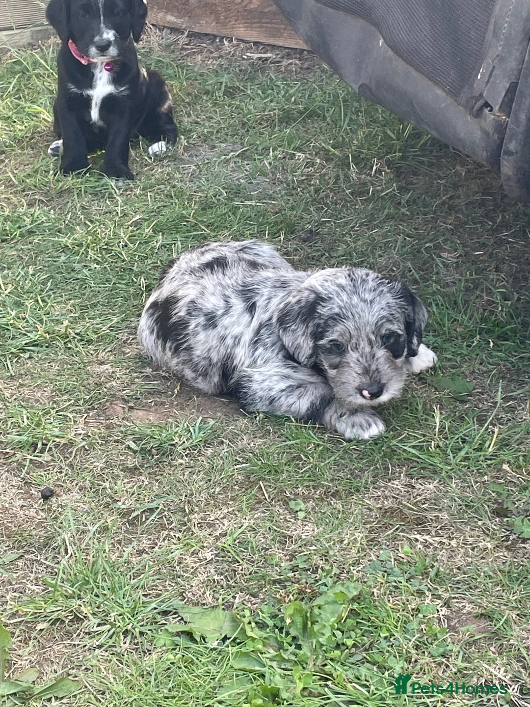 Mixed Breed dogs for sale: Rare Dalmadoodle puppies 🐶 🩷  - Image 23