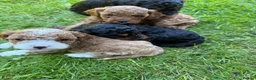 Cavapoo dogs for sale: Cavapoo Puppies  - Advert 18
