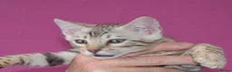 Bengal cats for sale: STUNNING SILVER MALE BENGAL CUB - Advert 4