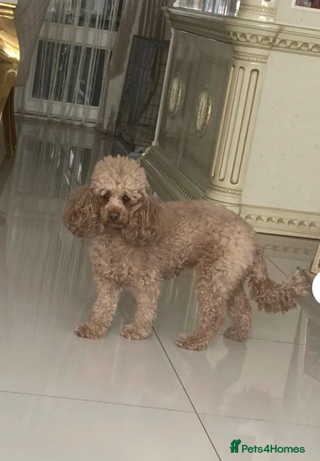 Toy Poodle dogs for sale: Beautiful Toy poodle puppy in Arundel - Advert 3