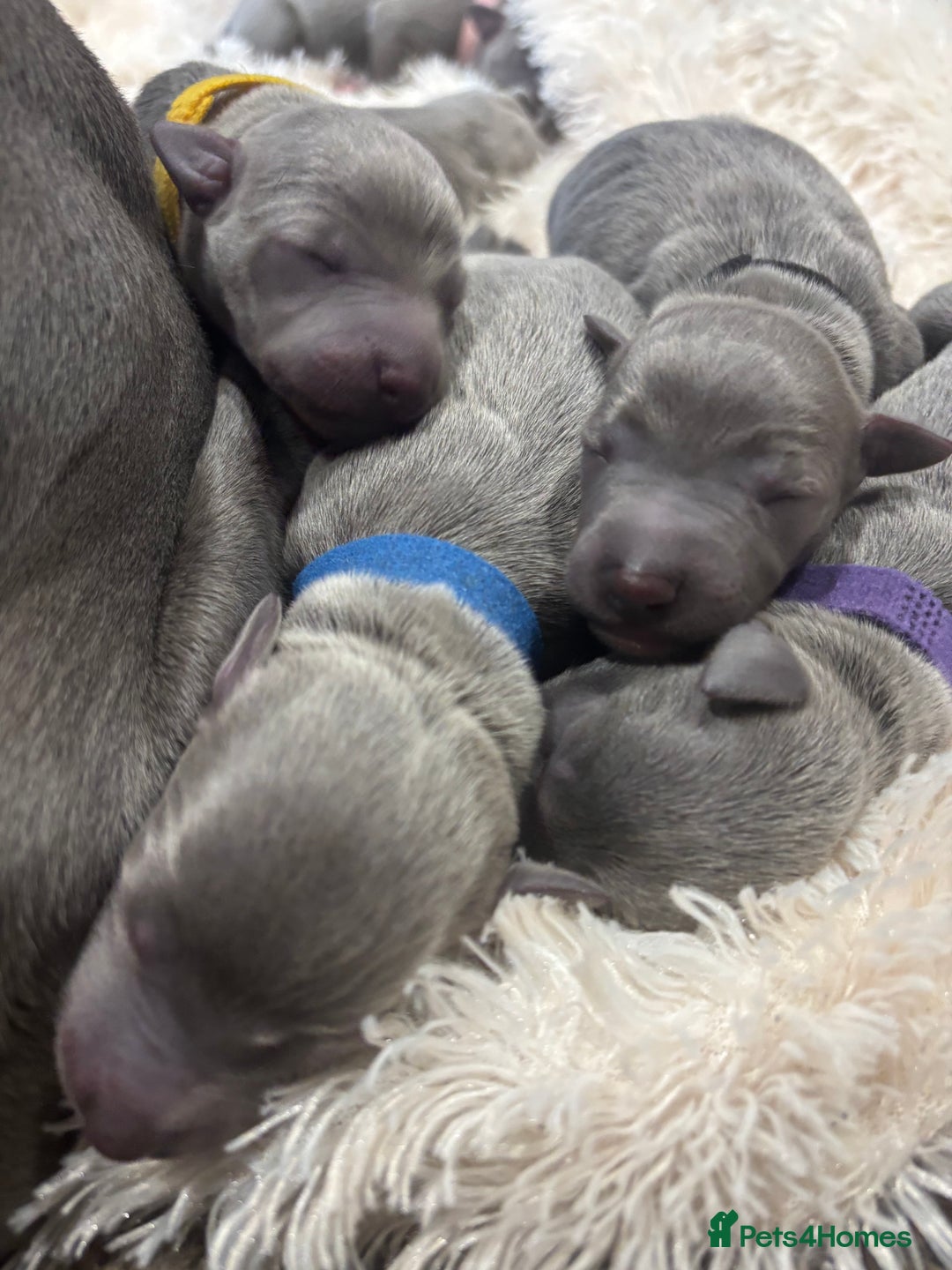 Whippet dogs for sale: Full blue pedigree KC reg whippet puppies - Advert 11