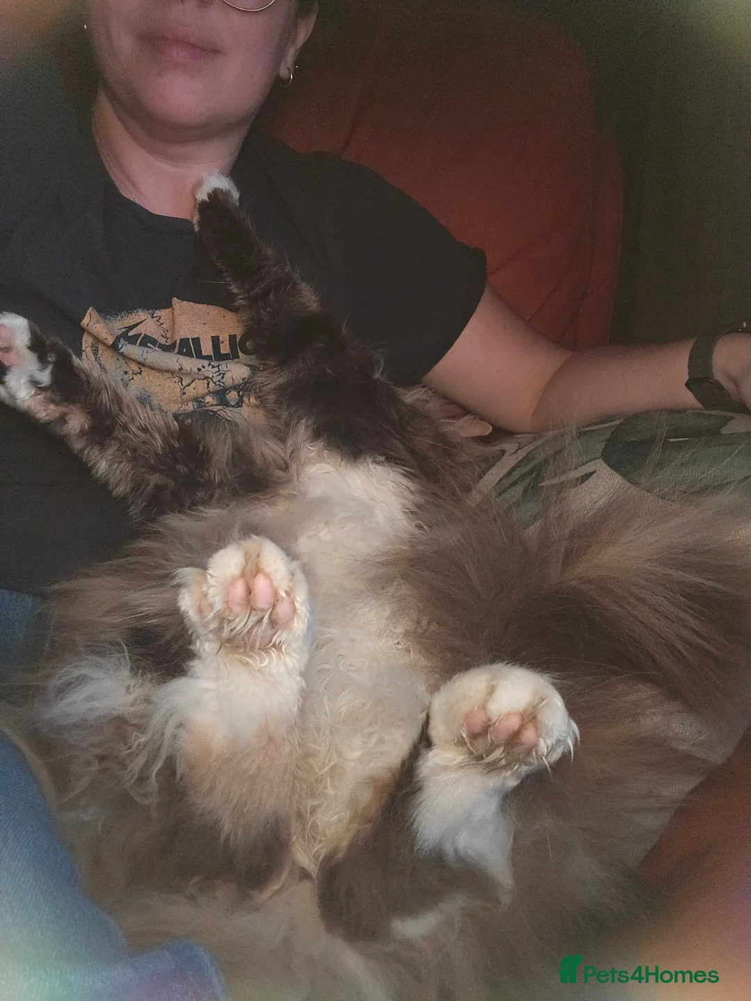 Mixed Breed cats for sale: Sisters looking for a new family home <3 - Advert 10