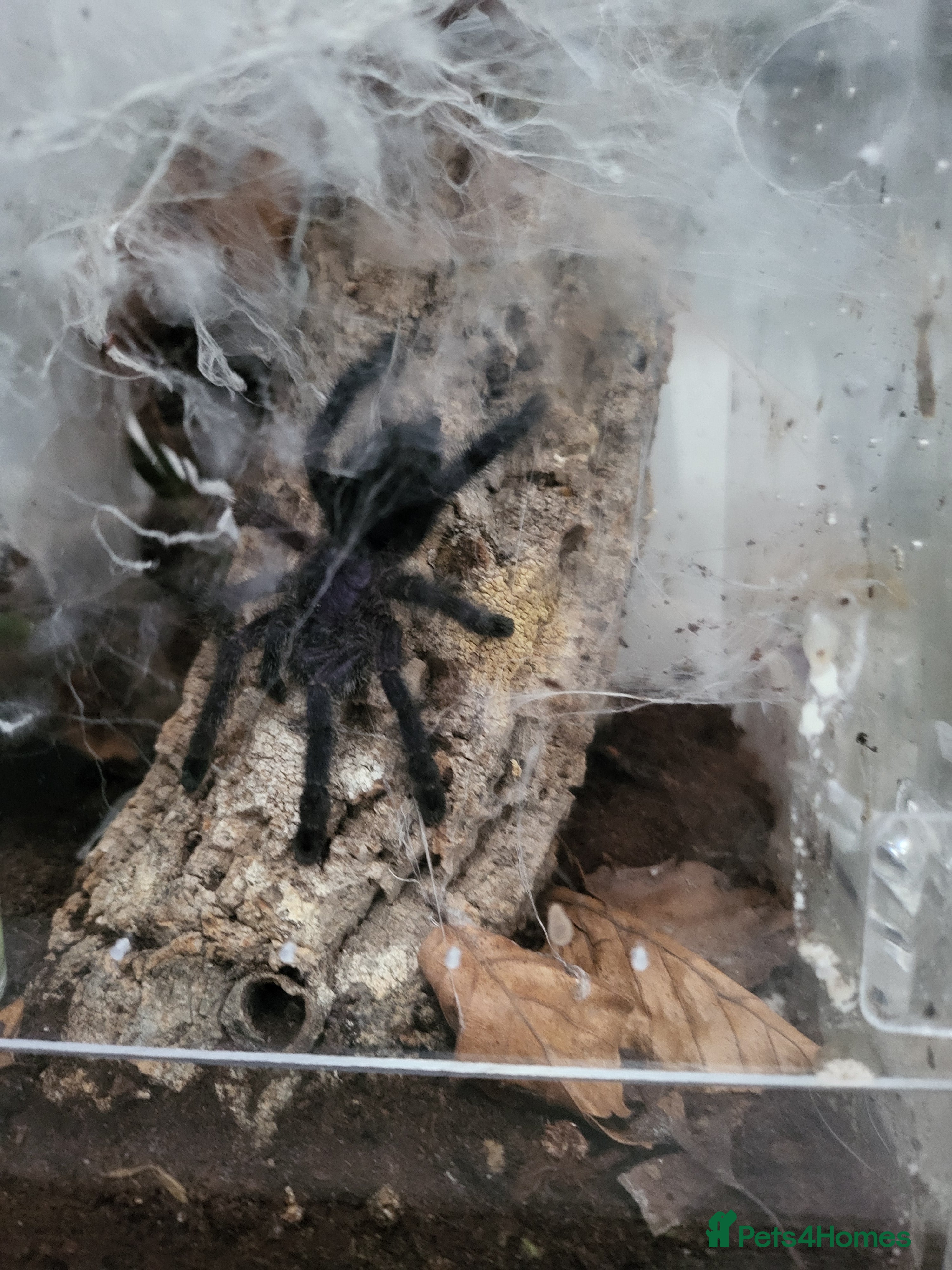 Tarantulas invertebrates MM Avicularia Purpurea - Advert 2