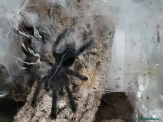 Tarantulas invertebrates MM Avicularia Purpurea - Advert 2