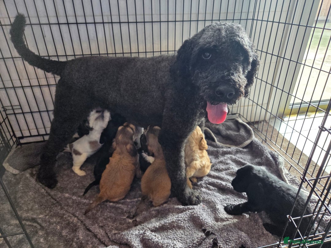 Cockapoo dogs for sale: Cockapoo Puppies  - Image 8