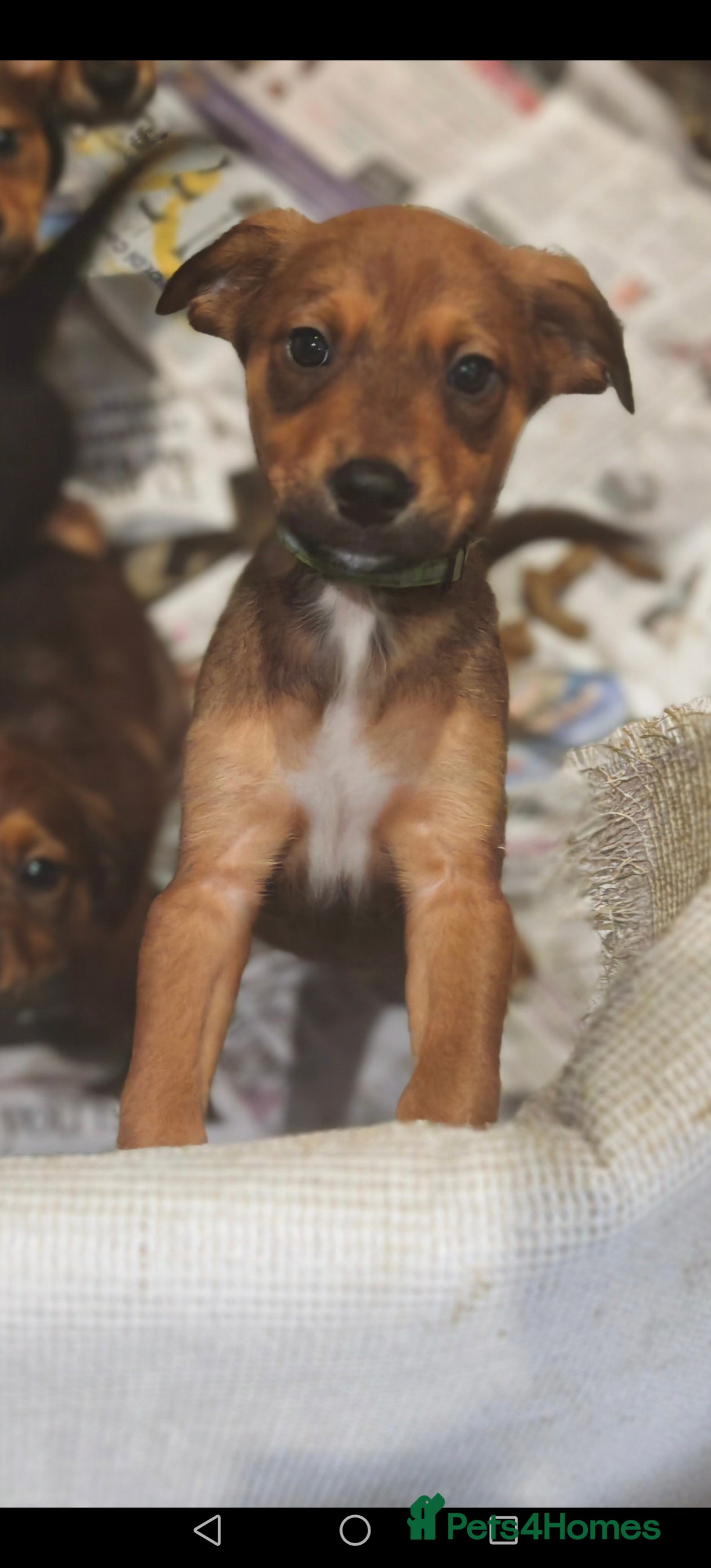 Mixed Breed dogs Rottweiler x lurcher - Advert 14