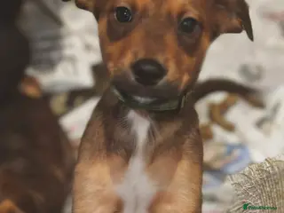 Mixed Breed dogs Rottweiler x lurcher - Advert 14