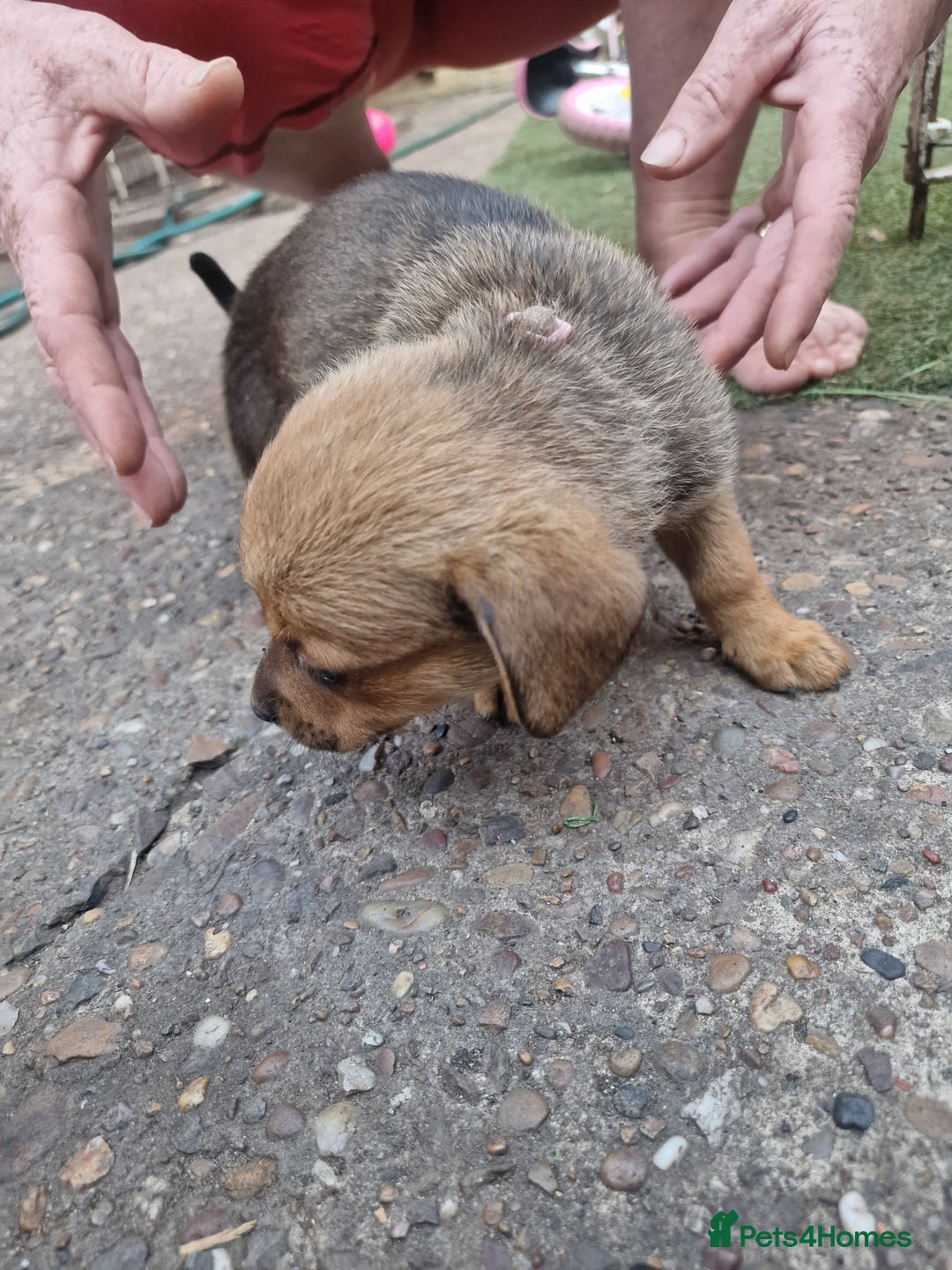 Mixed Breed dogs for sale: mixed breed 4 boys and 2 girls - Image 13